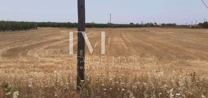 Αγροτεμάχια 4.865,42 τ.μ. προς πώληση, Νέα Πλάγια