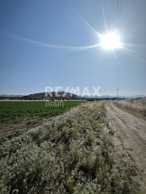 Αγροτεμάχια 11.595 τ.μ. πρός πώληση, Μαγνησία, Φερών
