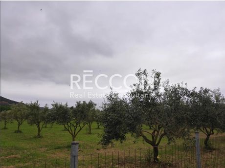 Parcel 4.800sqm for sale-Aidipsos » Loutra Aidipsou