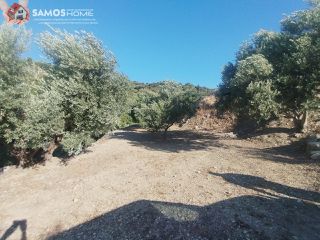Αγροτεμάχια 4.000 τ.μ. για πώληση, Ν. Σάμου, Σάμος-thumb-8