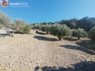 Αγροτεμάχια 4.000 τ.μ. για πώληση, Ν. Σάμου, Σάμος-thumb-10