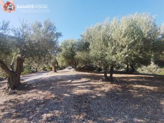 Αγροτεμάχια 4.000 τ.μ. για πώληση, Ν. Σάμου, Σάμος-thumb-11