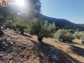 Αγροτεμάχια 4.000 τ.μ. για πώληση, Ν. Σάμου, Σάμος-thumb-12