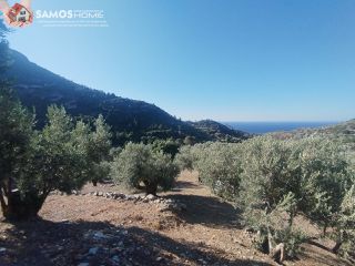 Αγροτεμάχια 4.000 τ.μ. για πώληση, Ν. Σάμου, Σάμος-thumb-14