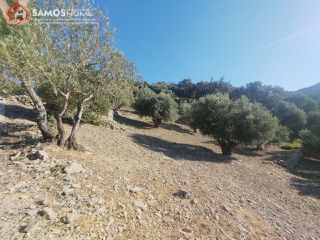Αγροτεμάχια 4.000 τ.μ. για πώληση, Ν. Σάμου, Σάμος-thumb-15