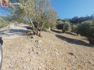 Αγροτεμάχια 4.000 τ.μ. για πώληση, Ν. Σάμου, Σάμος-thumb-17