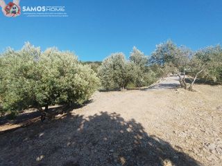 Αγροτεμάχια 4.000 τ.μ. για πώληση, Ν. Σάμου, Σάμος-thumb-19