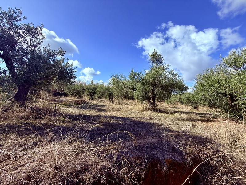 Οικόπεδο 3.379 τ.μ. προς πώληση, Μάλεμε