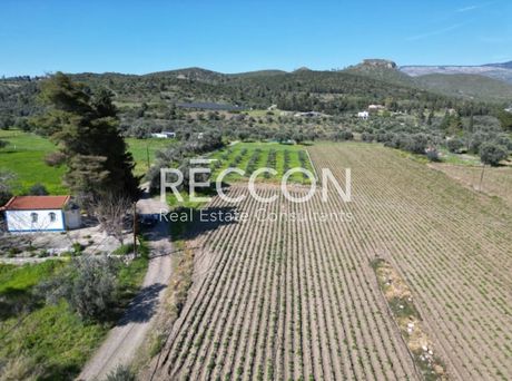 Οικόπεδο 5.000τ.μ. για πώληση-Μεσσαπία » Ψαχνά