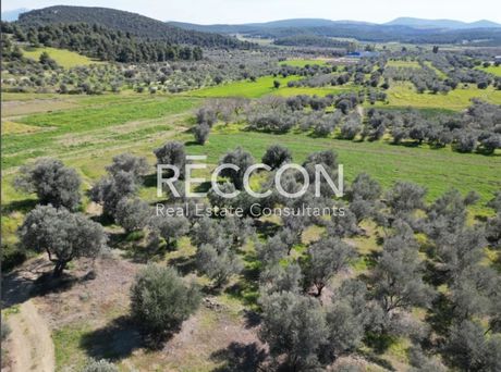 Αγροτεμάχια 3.000τ.μ. για πώληση-Μεσσαπία » Ψαχνά