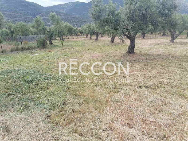 Οικόπεδο 576 τ.μ. προς πώληση, Ερατεινή