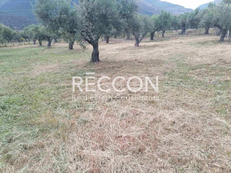 Οικόπεδο 576 τ.μ. προς πώληση, Ερατεινή