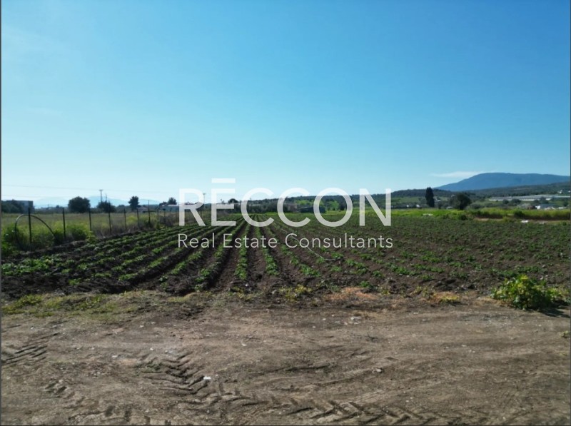 Οικόπεδο 4.250 τ.μ. προς πώληση, Ψαχνά