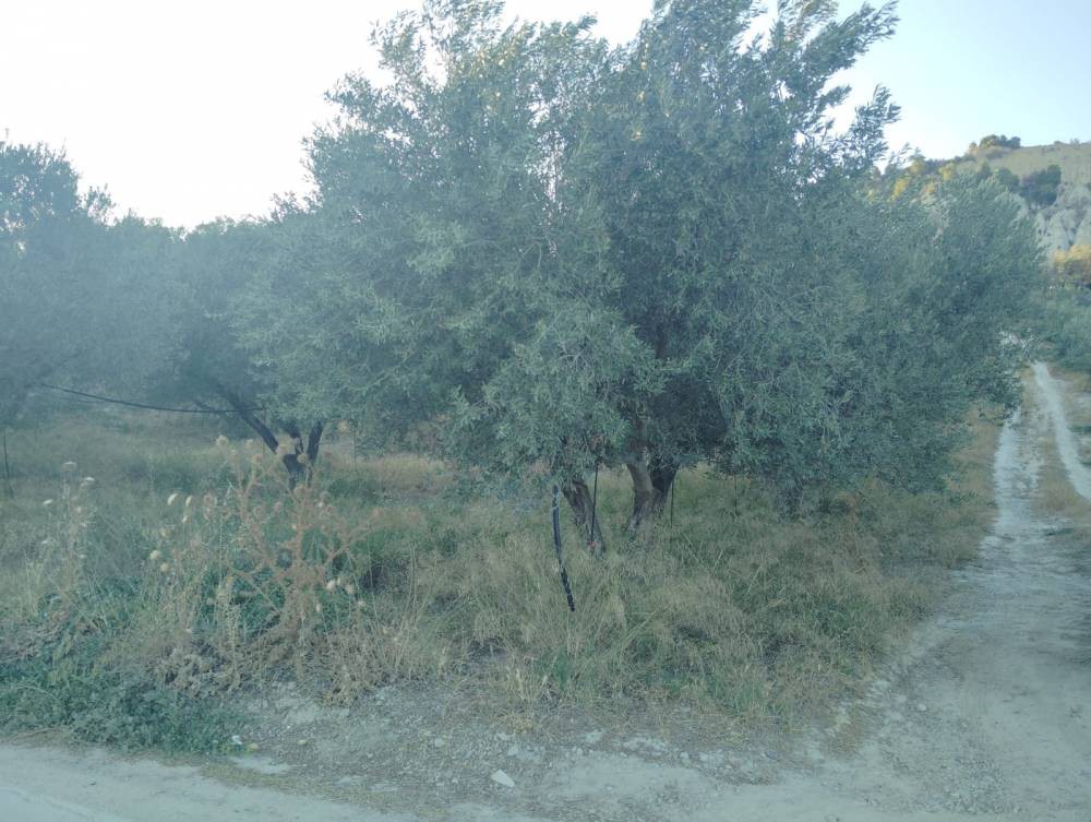 Αγροτεμάχια 3.269 τ.μ. πρός πώληση, Κορινθία, Σικυώνα