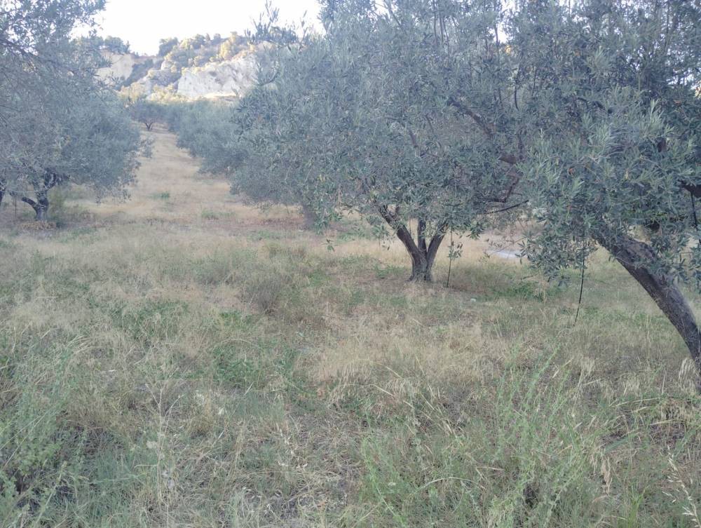 Αγροτεμάχια 3.269 τ.μ. πρός πώληση, Κορινθία, Σικυώνα