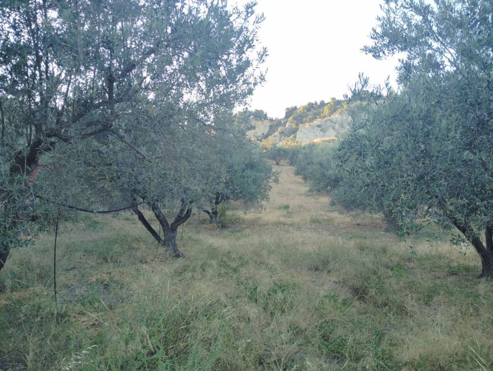 Αγροτεμάχια 3.269 τ.μ. πρός πώληση, Κορινθία, Σικυώνα