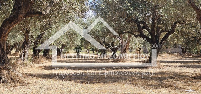 Αγροτεμάχια 8.200 τ.μ. για πώληση, Αιτωλοακαρνανία, Ιερά Πόλη Μεσολογγίου