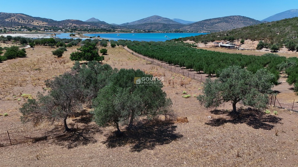 Αγροτεμάχια 4.020 τ.μ. προς πώληση, Κινέτα Ερμιόνης