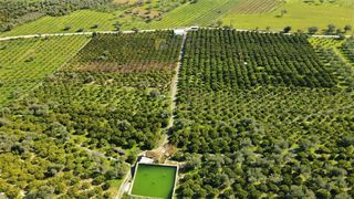 Αγροτεμάχια 62.000 τ.μ. προς πώληση, Ερμιόνη-thumb-22