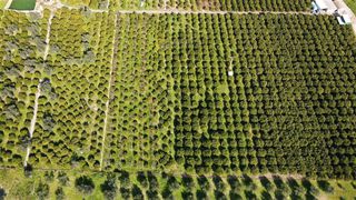 Αγροτεμάχια 62.000 τ.μ. προς πώληση, Ερμιόνη-thumb-6