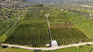 Αγροτεμάχια 62.000 τ.μ. προς πώληση, Ερμιόνη-thumb-1