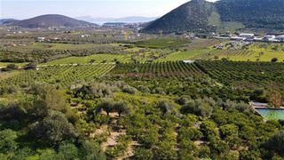 Αγροτεμάχια 62.000 τ.μ. προς πώληση, Ερμιόνη-thumb-10