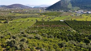 Αγροτεμάχια 62.000 τ.μ. προς πώληση, Ερμιόνη-thumb-9