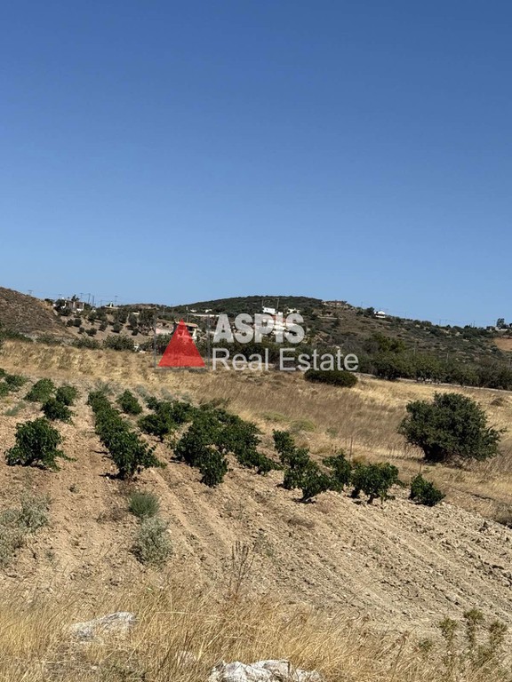 Αγροτεμάχια 3.000 τ.μ. προς ενοικίαση, Αττική - Υπόλοιπο, Κερατέα