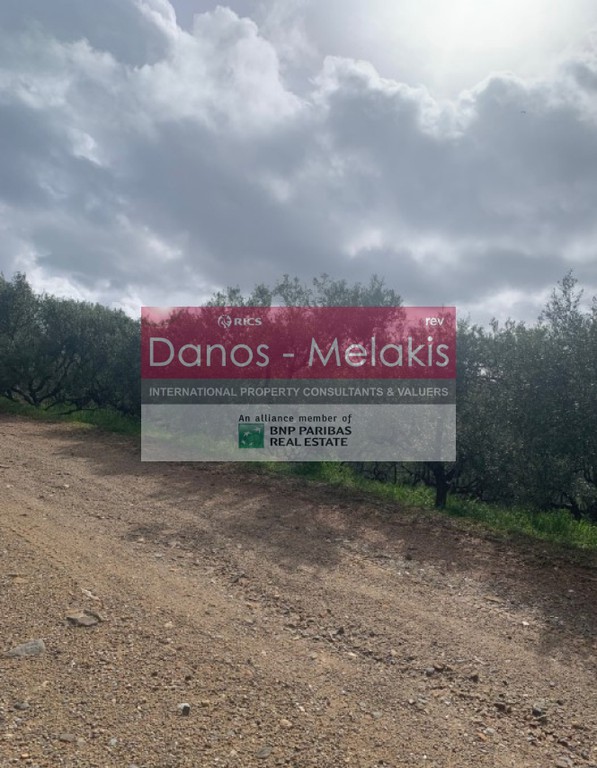 Αγροτεμάχια 10.846 τ.μ. προς πώληση, Κυπάρισσος Πλατανιά
