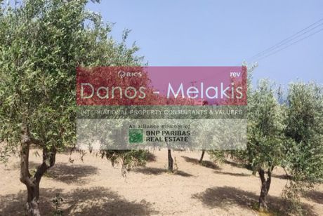 Αγροτεμάχια 2.198τ.μ. για πώληση-Αρκάδι » Άδελε
