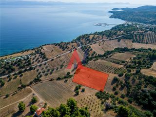 Αγροτεμάχια 5.168,27 τ.μ. για πώληση