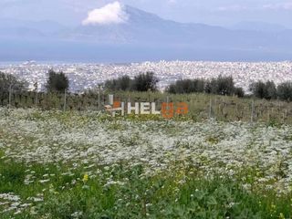 Οικόπεδο 5.000 τ.μ. για πώληση, Αχαΐα, Μεσσατίδα-thumb-17