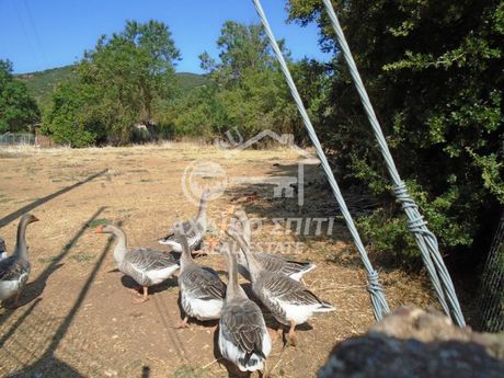 Οικόπεδο 406τ.μ. για πώληση-Καλάβρυτα » Σκεπαστό