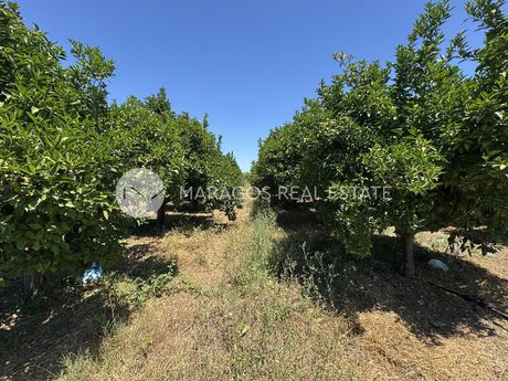 Αγροτεμάχια 10.000τ.μ. για πώληση-Άργος