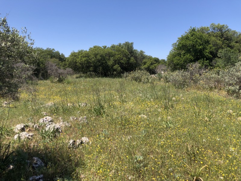 Οικόπεδο 4.948 τ.μ. προς πώληση, Δράπανος