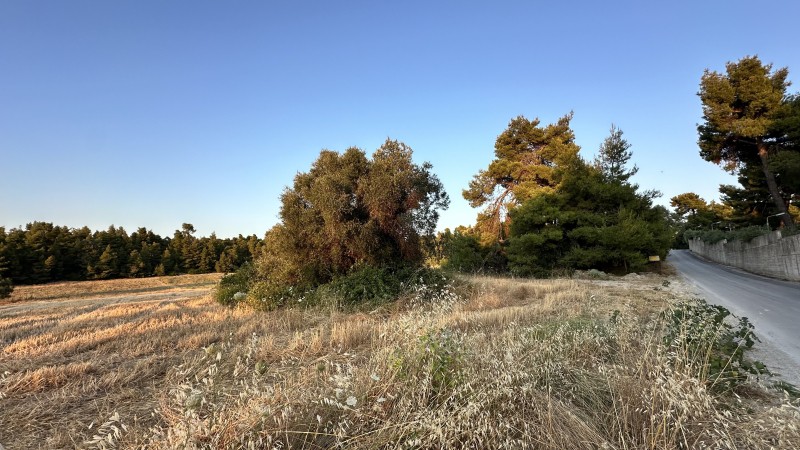 Αγροτεμάχια 16.505 τ.μ. πρός πώληση, Χαλκιδική, Κασσάνδρα