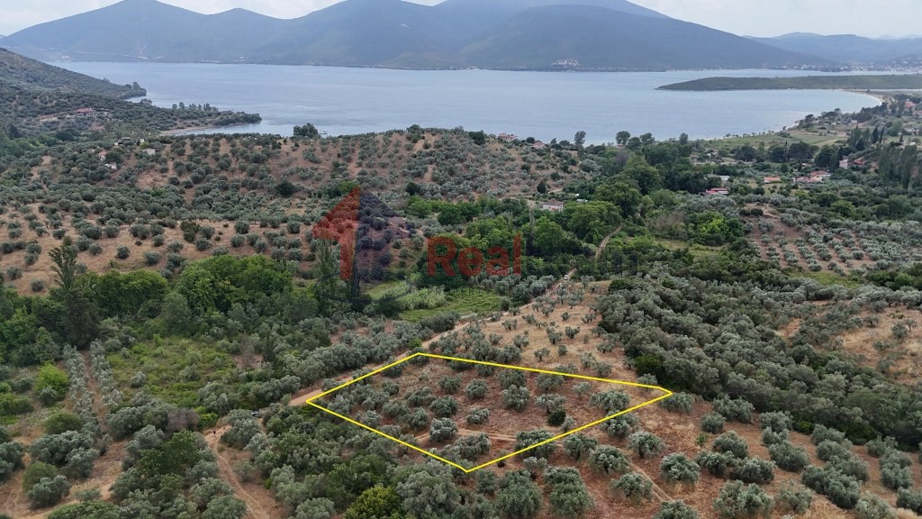 Αγροτεμάχια 2.681 τ.μ. πρός πώληση, Μαγνησία, Πτελεός