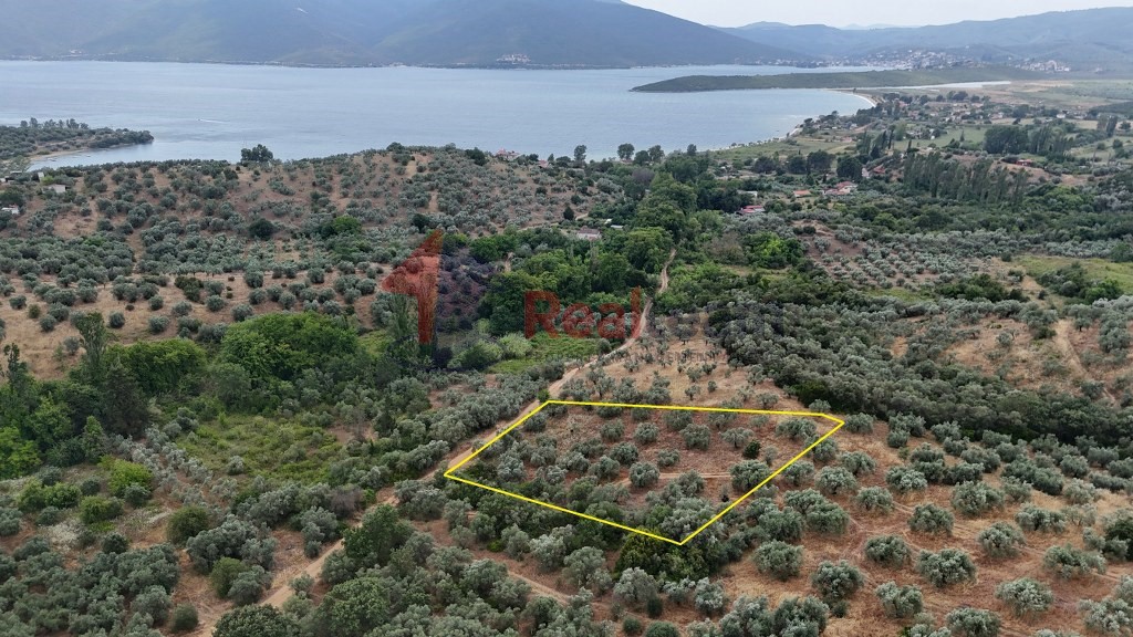 Αγροτεμάχια 2.681 τ.μ. πρός πώληση, Μαγνησία, Πτελεός