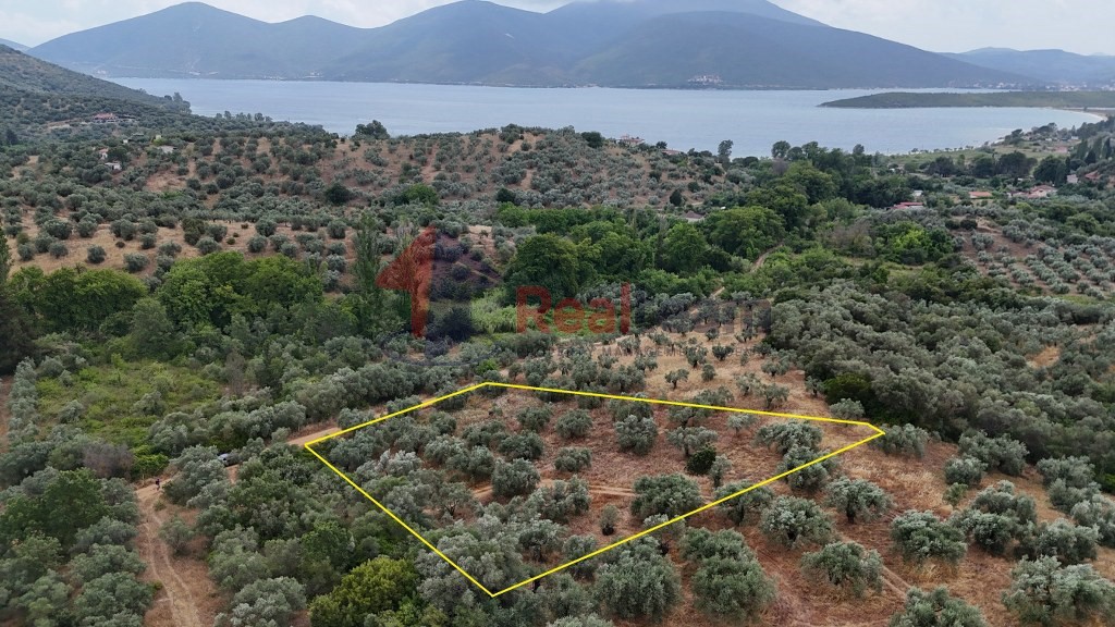 Αγροτεμάχια 2.681 τ.μ. πρός πώληση, Μαγνησία, Πτελεός