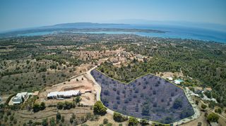 Αγροτεμάχια 18.736 τ.μ. για πώληση, Αργολίδα, Κρανίδι-thumb-2