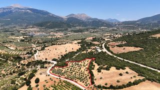 Αγροτεμάχια 12.195 τ.μ. για πώληση