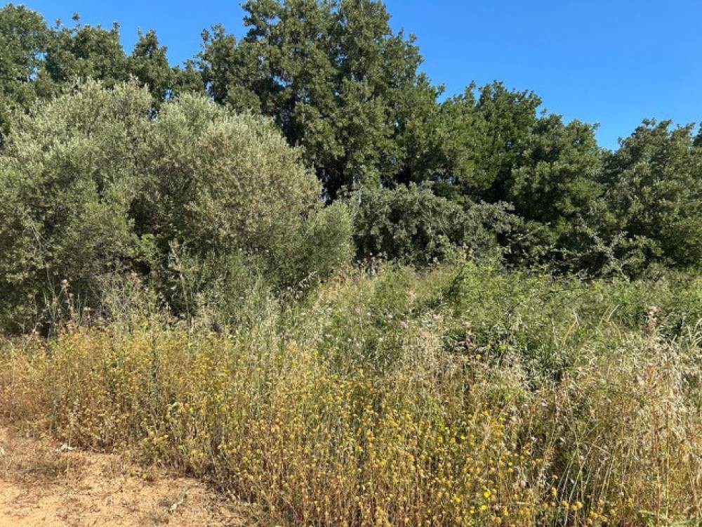 Οικόπεδο 800 τ.μ. πρός πώληση, Αθήνα - Ανατολικά Προάστια, Παιανία