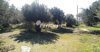 Οικόπεδο 4.000 τ.μ. για πώληση, Εύβοια, Κάρυστος-thumb-4
