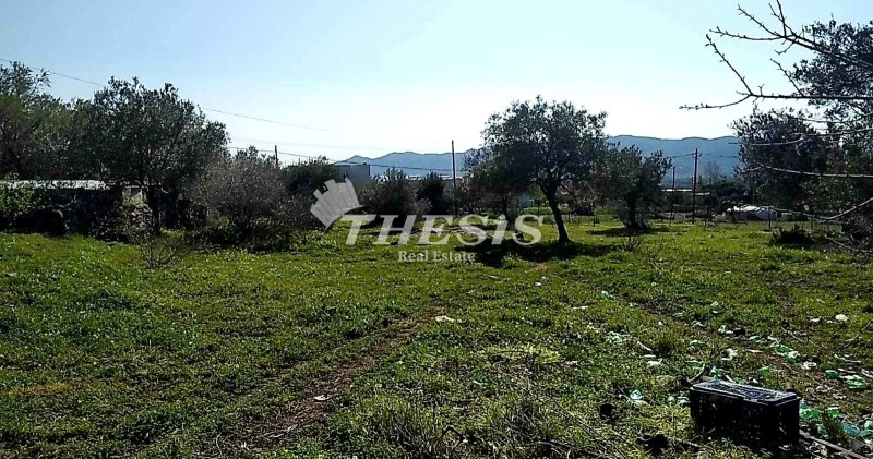 Οικόπεδο 4.000 τ.μ. προς πώληση, Πλατανιστός