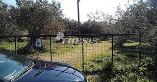 Οικόπεδο 4.000 τ.μ. για πώληση, Εύβοια, Κάρυστος-thumb-9