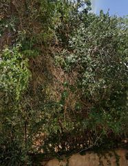 Οικόπεδο 442 τ.μ. για πώληση