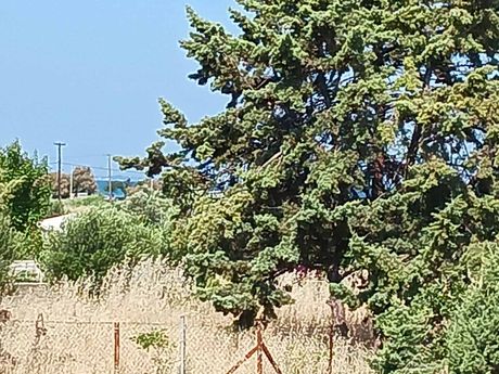 Οικόπεδο 1.650τ.μ. για πώληση-Αίγειρος » Φανάρι