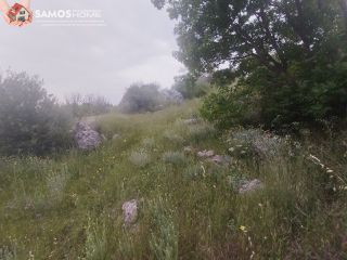 Αγροτεμάχια 4.777,07 τ.μ. για πώληση, Ν. Σάμου, Σάμος-thumb-4