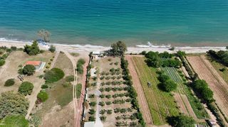 Αγροτεμάχια 13.213 τ.μ. για πώληση, Μεσσηνία, Πεταλίδι-thumb-4