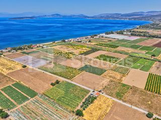 Αγροτεμάχια 7.690 τ.μ. για πώληση, Αργολίδα, Ασίνη-thumb-8